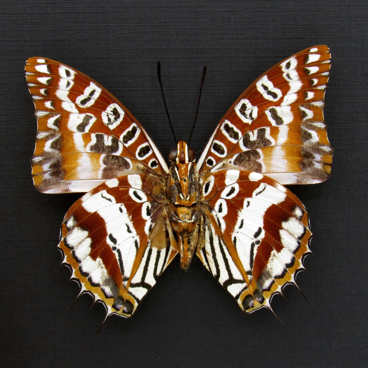 Very rare silver Charaxes butterfly framed taxidermy - Charaxes andranodorus - minor damage