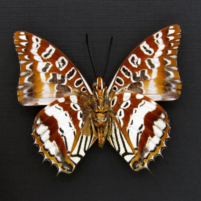 Very rare silver Charaxes butterfly framed taxidermy - Charaxes andranodorus - minor damage