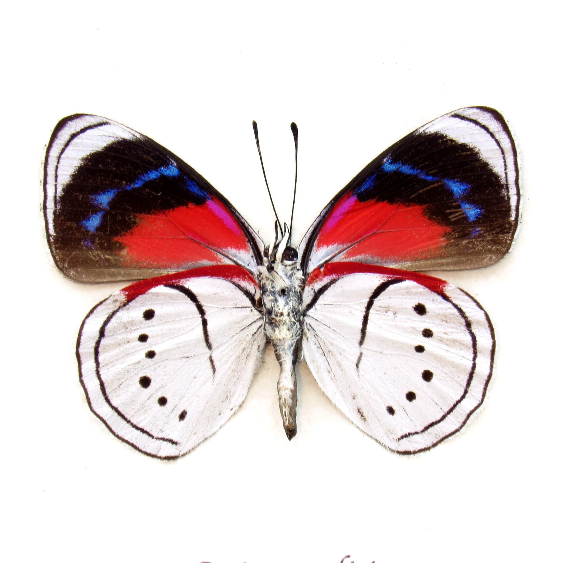 Real white butterfly framed taxidermy - Perisama alicia