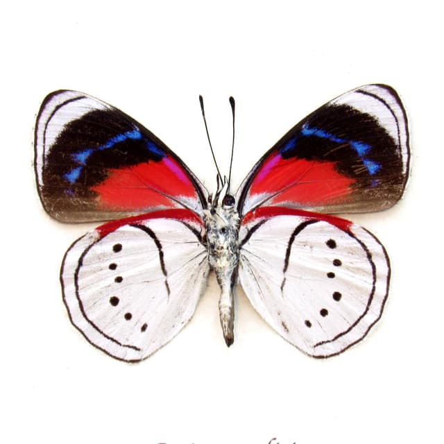 Real white butterfly framed taxidermy - Perisama alicia