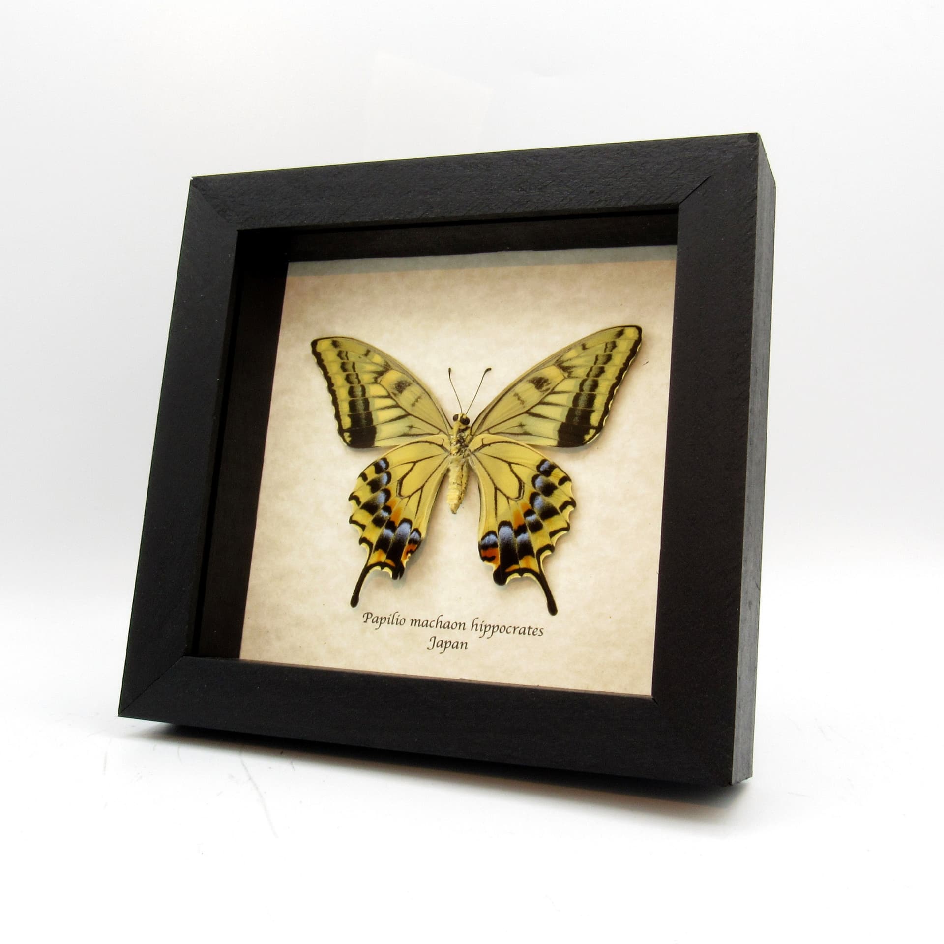 Rare XL Old World Swallowtail butterfly framed taxidermy - Papilio machaon hippocrates - summer form female