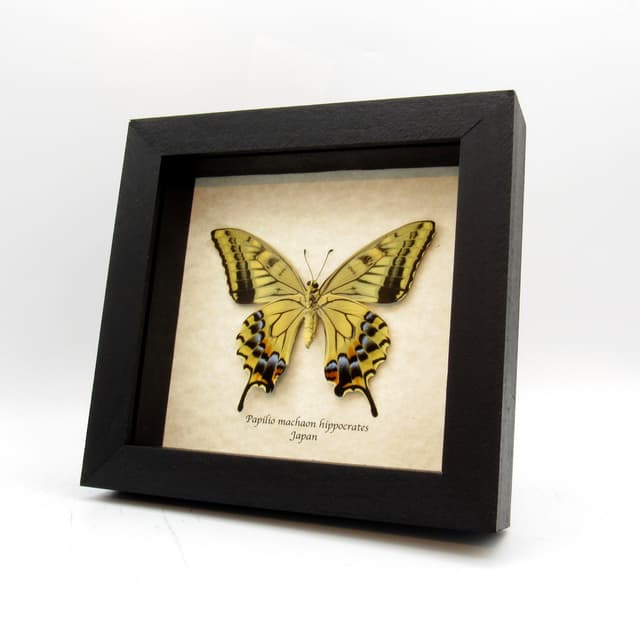 Rare XL Old World Swallowtail butterfly framed taxidermy - Papilio machaon hippocrates - summer form female