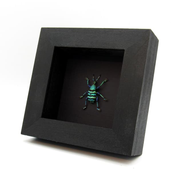 Real metallic weevil framed taxidermy - Eupholus magnificus