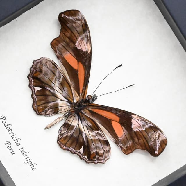 Real red Longwing butterfly framed taxidermy - Podotricha telesiphe