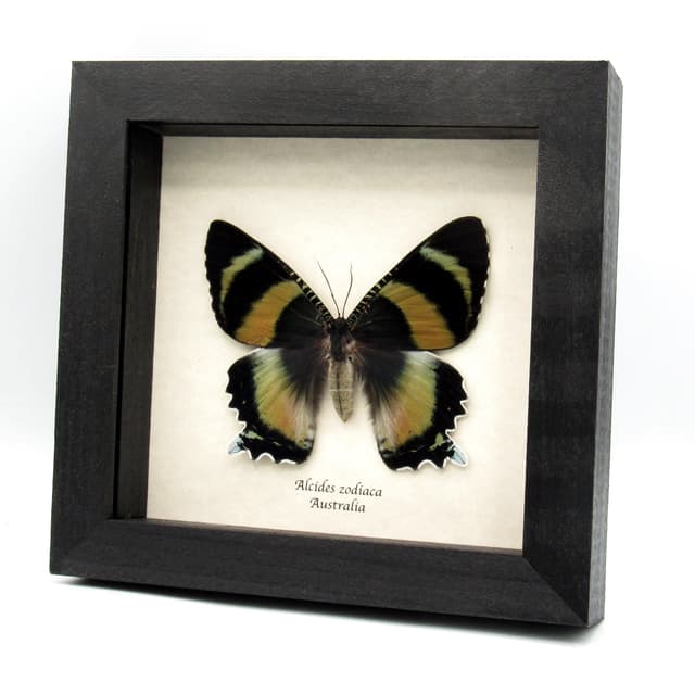 Rare framed Zodiac moth taxidermy - Alcides zodiaca - XL pink form female - minor damage/repair