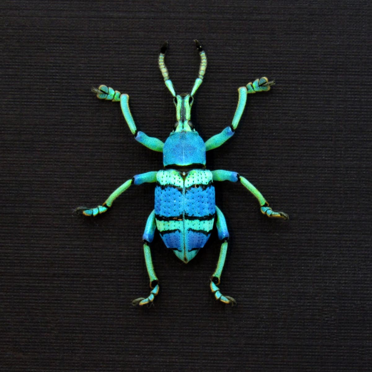 Real glitter Weevil framed taxidermy - Eupholus schoenherrii petiti - blue form