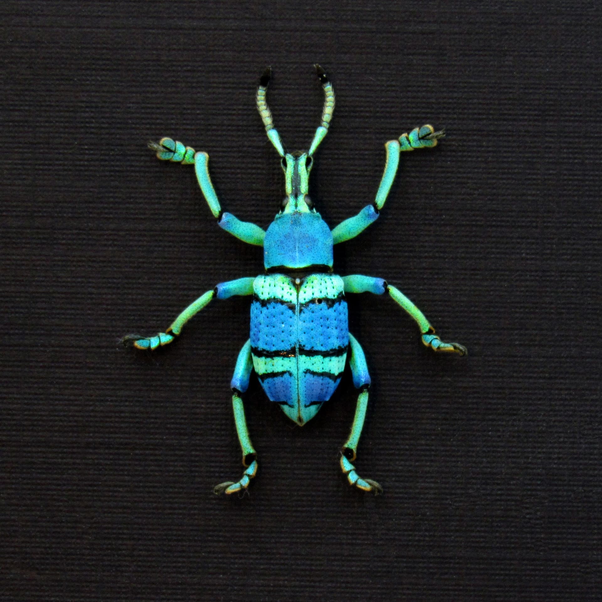 Real glitter Weevil framed taxidermy - Eupholus schoenherrii petiti - blue form
