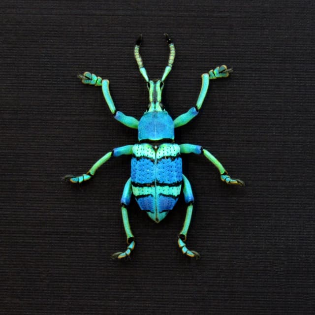 Real glitter Weevil framed taxidermy - Eupholus schoenherrii petiti - blue form