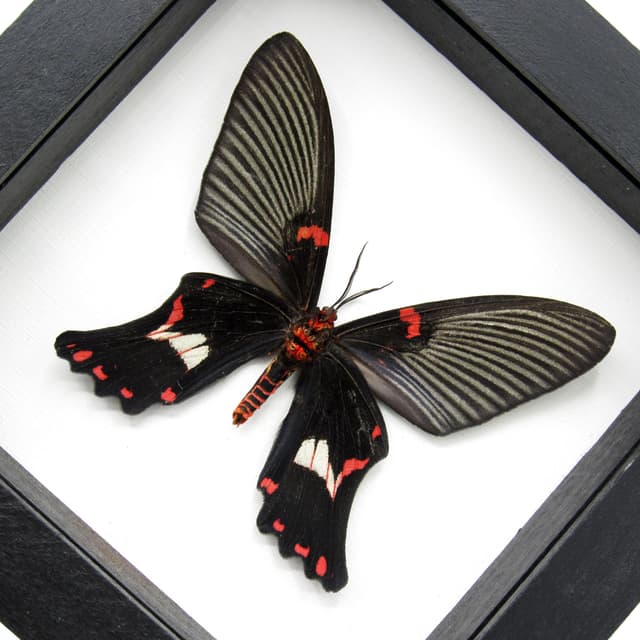 Rare moth framed taxidermy - Epicopeia polydora - Butterfly mimic