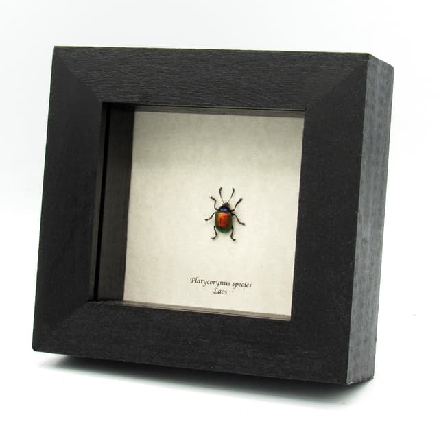 Real tiny metallic red leaf beetle framed taxidermy - Platycorynus species