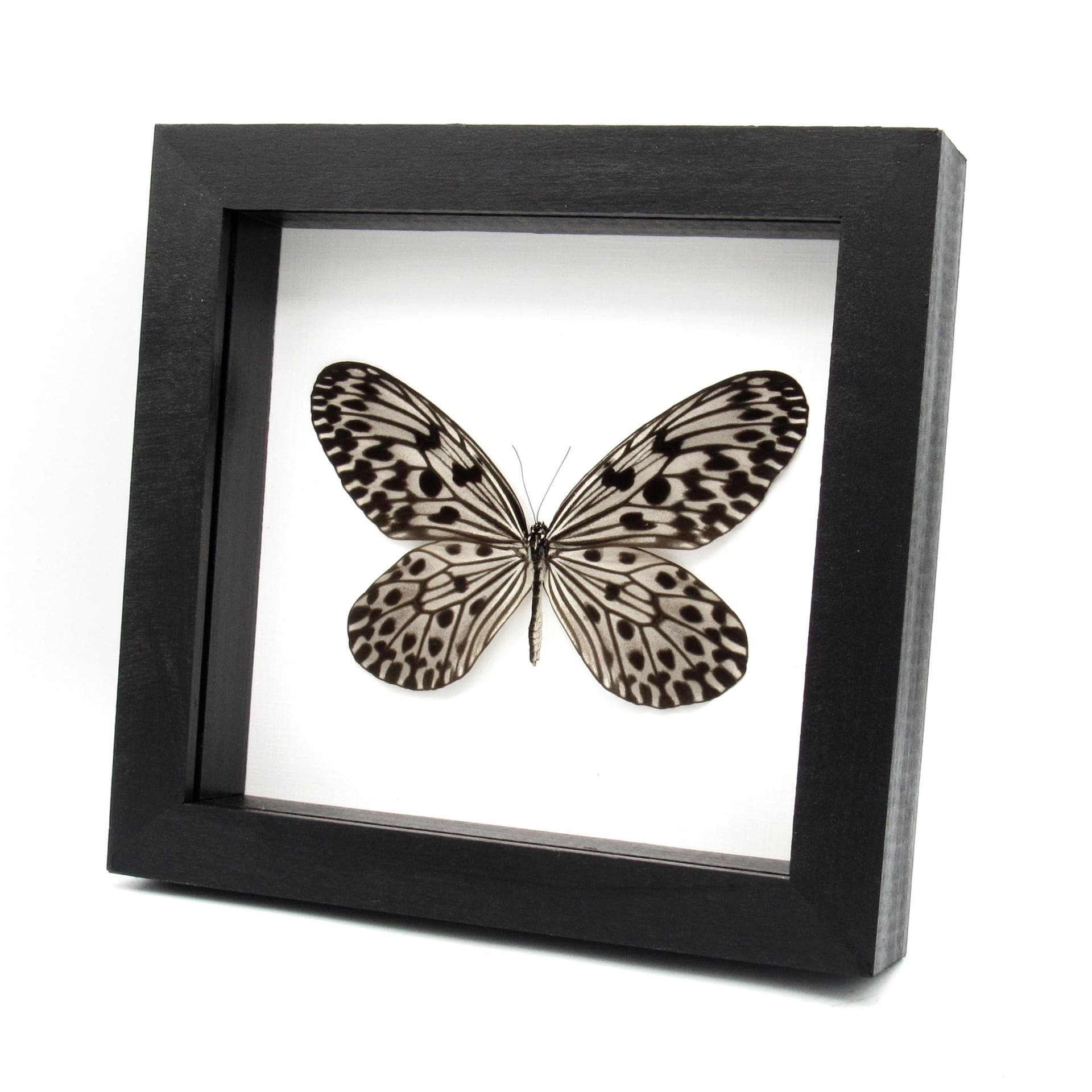 Real Silver Ricewing butterfly framed taxidermy - Idea stolli