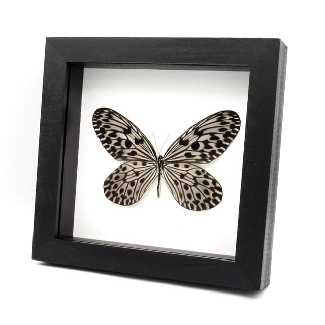 Real Silver Ricewing butterfly framed taxidermy - Idea stolli
