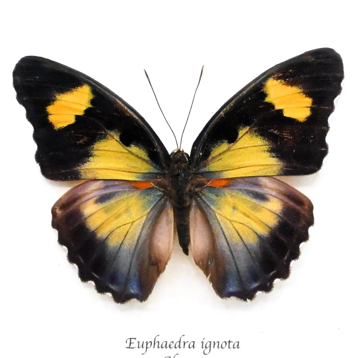 Rare Ghana Ceres Forester butterfly framed taxidermy - Euphaedra ignota - female