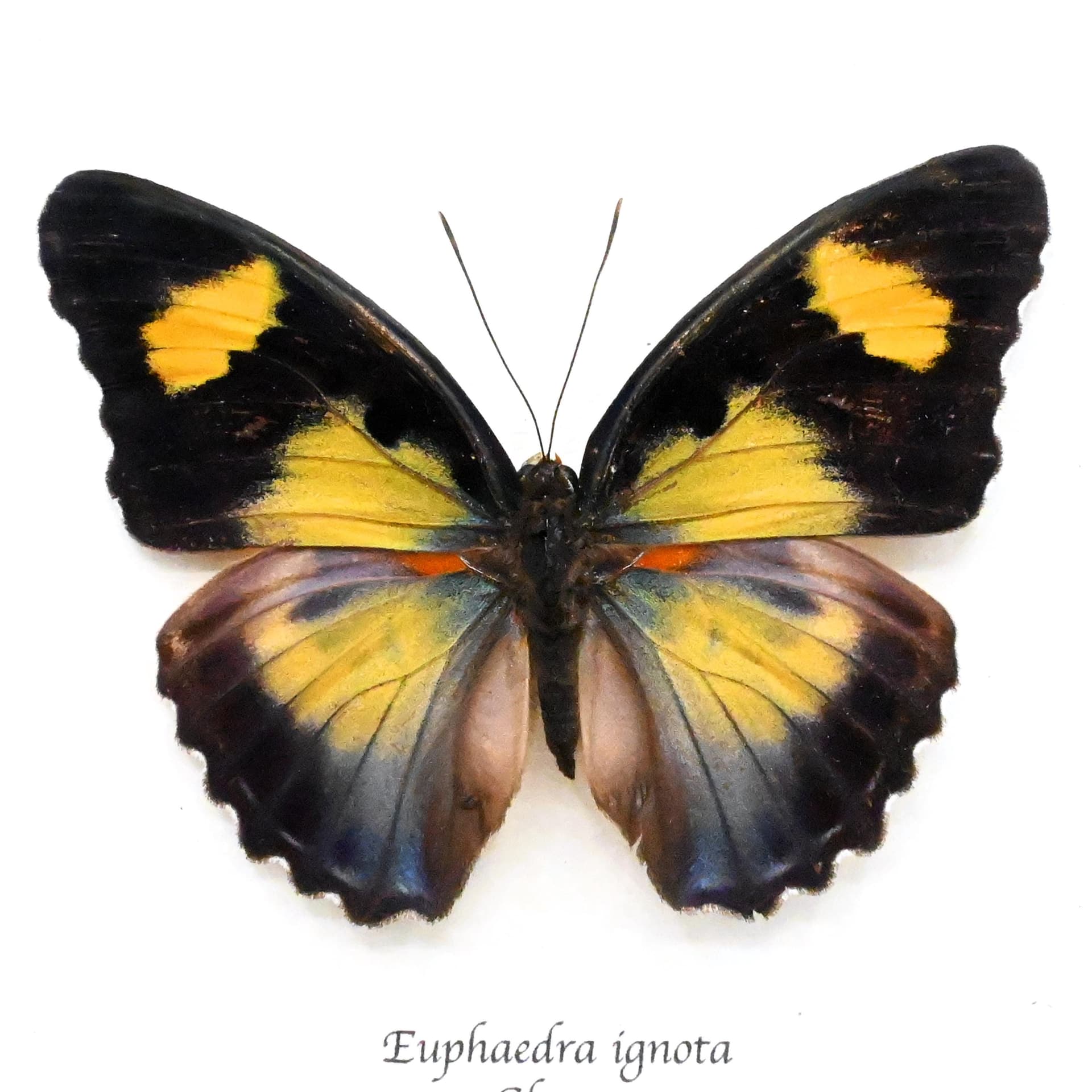 Rare Ghana Ceres Forester butterfly framed taxidermy - Euphaedra ignota - female