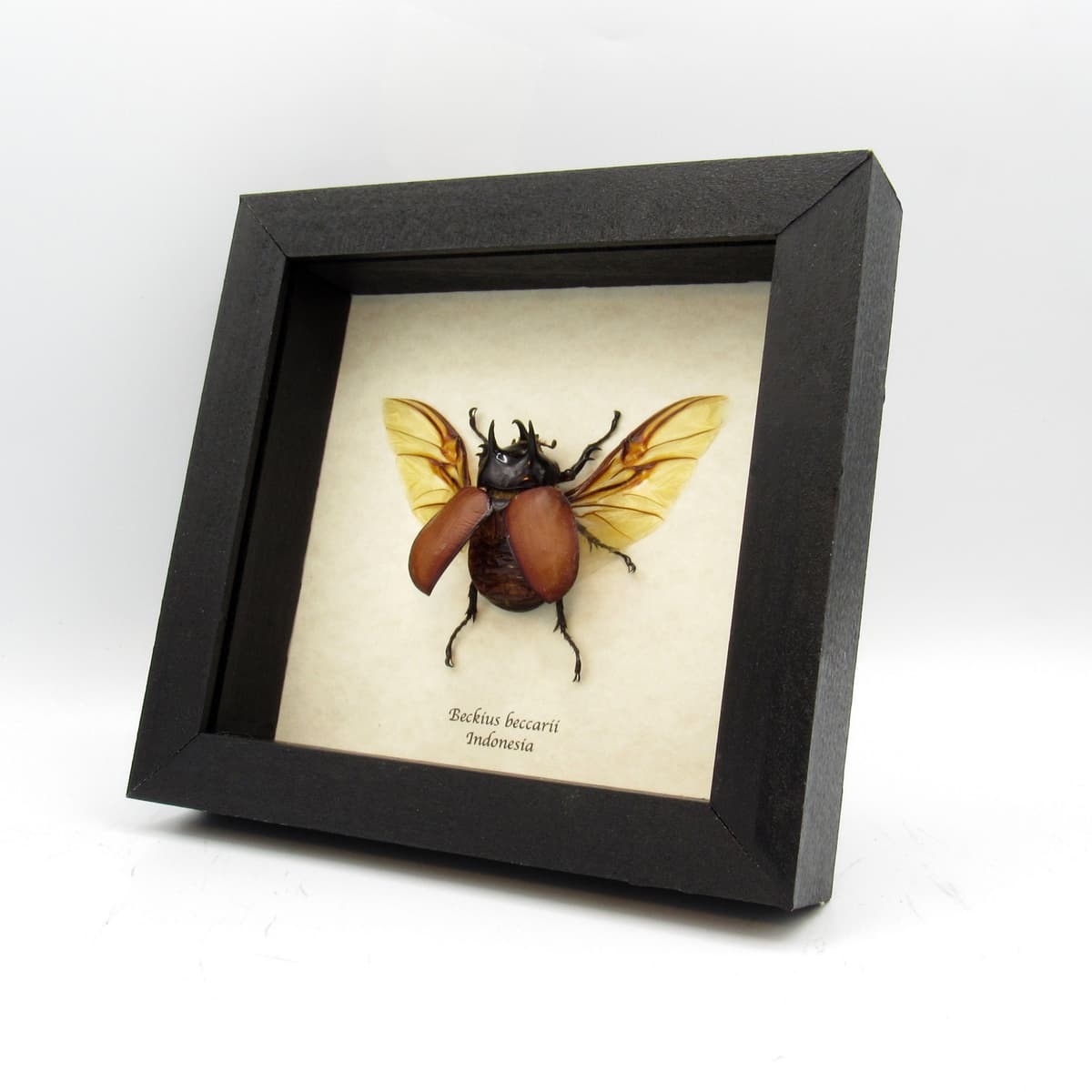 Large real Rhinoceros beetle framed taxidermy - Beckius beccarii