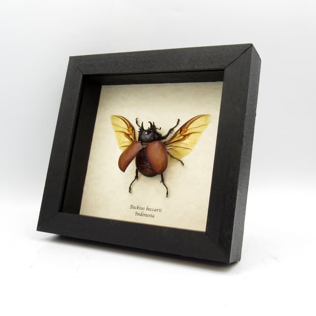 Large real Rhinoceros beetle framed taxidermy - Beckius beccarii