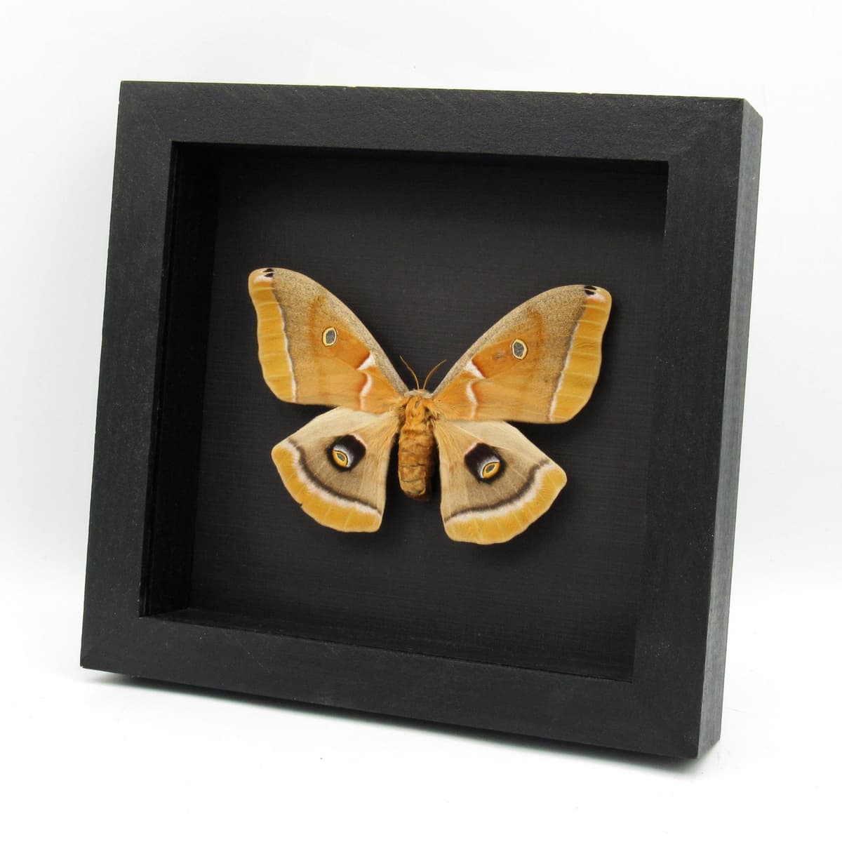 Real Polyphemus moth framed - Antheraea polyphemus - female - blond form