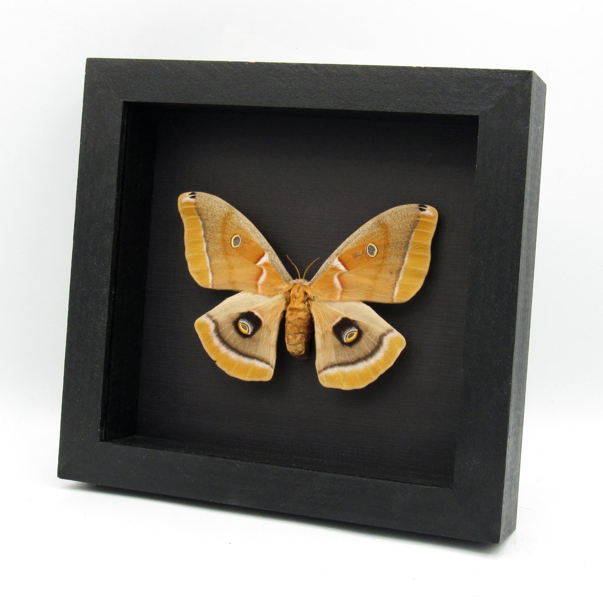 Real Polyphemus moth framed - Antheraea polyphemus - female - blond form