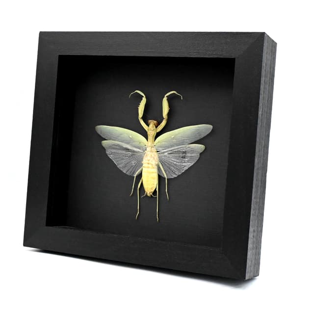 Real framed Praying Mantis taxidermy - Hierodula patellifera - female