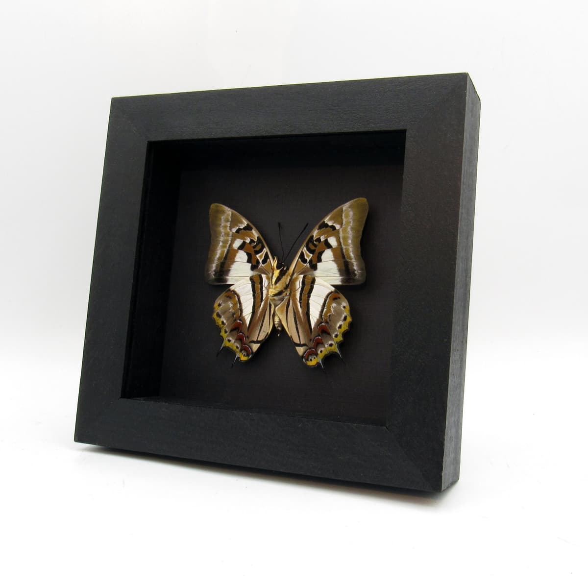 Real butterfly framed taxidermy - Polyura pyrrhus
