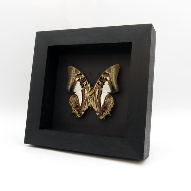 Real butterfly framed taxidermy - Polyura pyrrhus