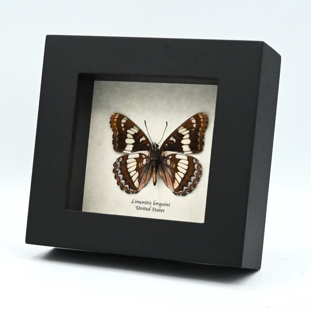 Real Admiral butterfly framed taxidermy - Limenitis lorquini