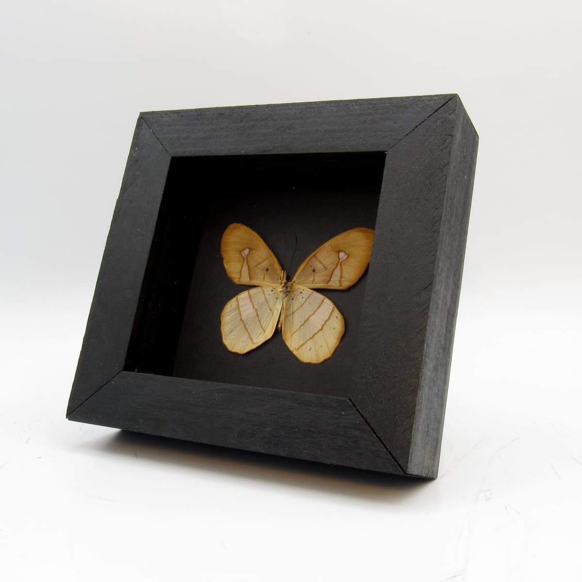 Real Satyr butterfly framed taxidermy - Pierella species