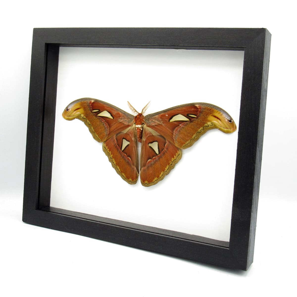 Real Giant Atlas moth framed taxidermy - Attacus atlas - Victorian mount - 9.2 inch wingspan - 2