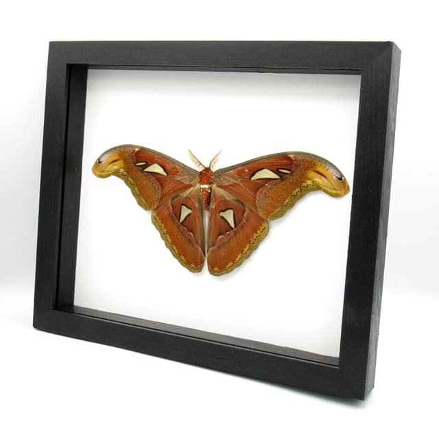 Real Giant Atlas moth framed taxidermy - Attacus atlas - Victorian mount - 9.2 inch wingspan - 2