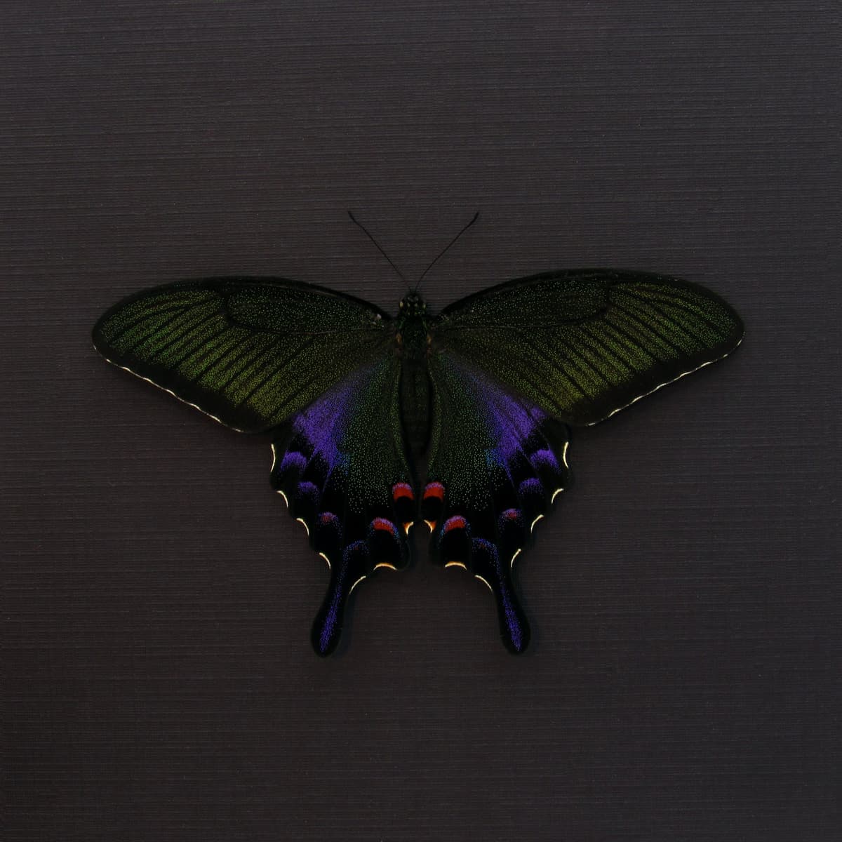 Rare black Peacock butterfly framed taxidermy - Papilio bianor dehaani - female - Spring form - Victorian mount