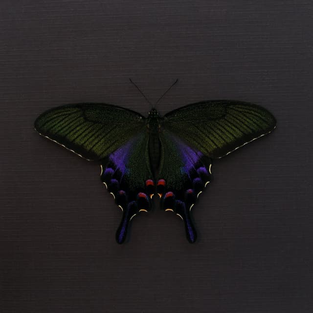 Rare black Peacock butterfly framed taxidermy - Papilio bianor dehaani - female - Spring form - Victorian mount