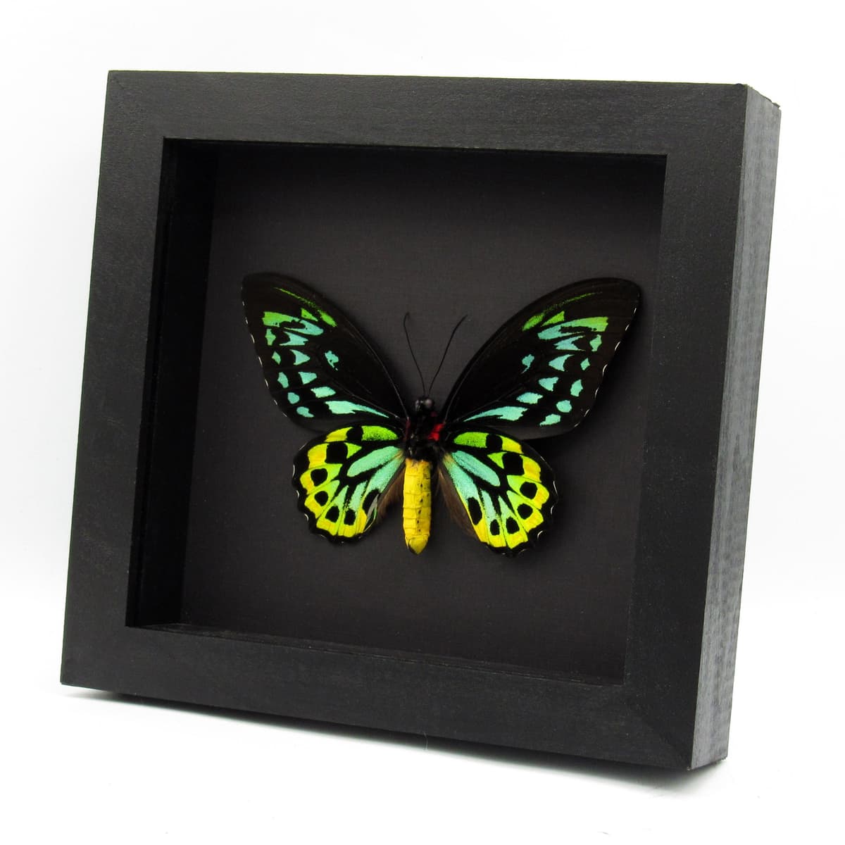 Rare Australian Cairns Birdwing butterfly framed taxidermy - Ornithoptera euphorion