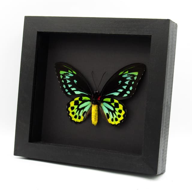 Rare Australian Cairns Birdwing butterfly framed taxidermy - Ornithoptera euphorion