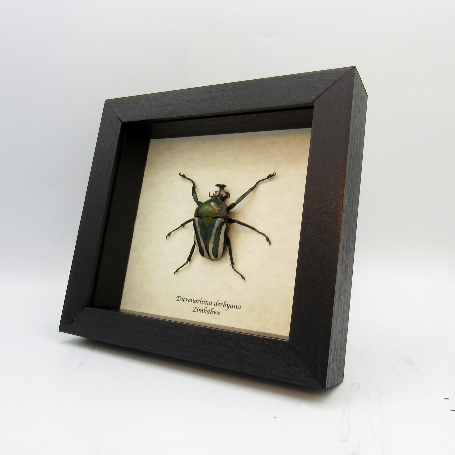 Large green metallic scarab beetle framed taxidermy - Dicronorhina derbyana
