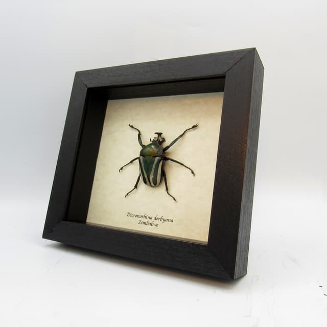 Large green metallic scarab beetle framed taxidermy - Dicronorhina derbyana