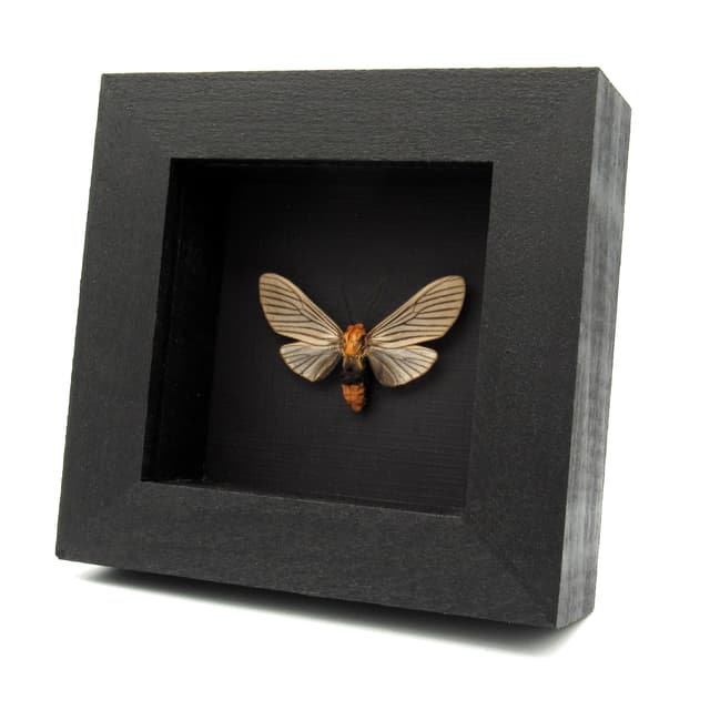 Real pale pink Arctiid moth framed taxidermy - Arctiidae species