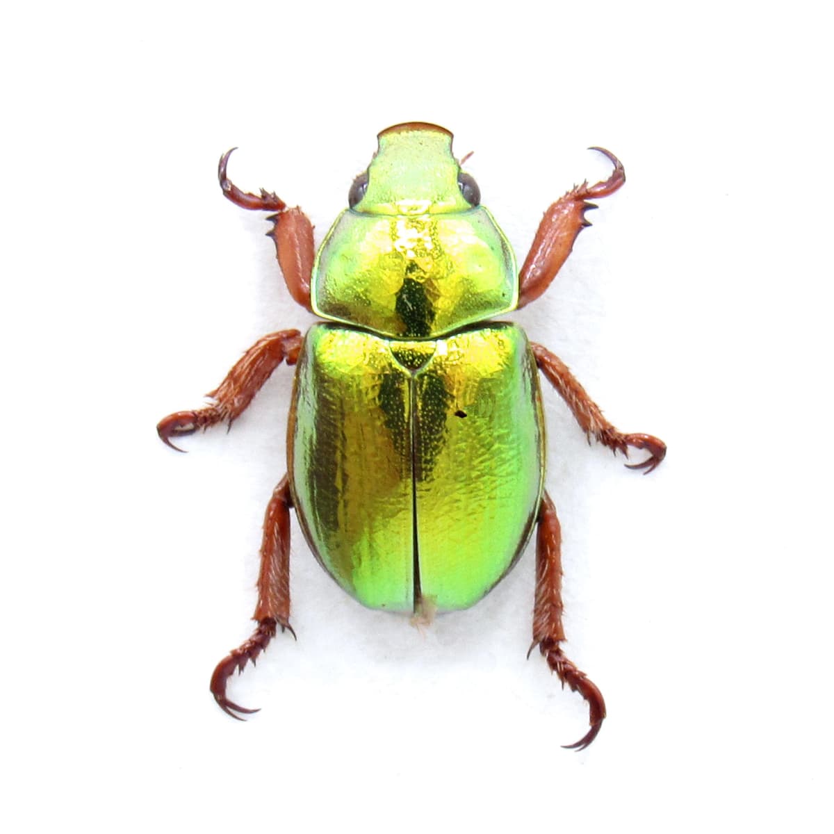 Rare Australian Gold Christmas Scarab beetle framed taxidermy - Anoplognathus aureus