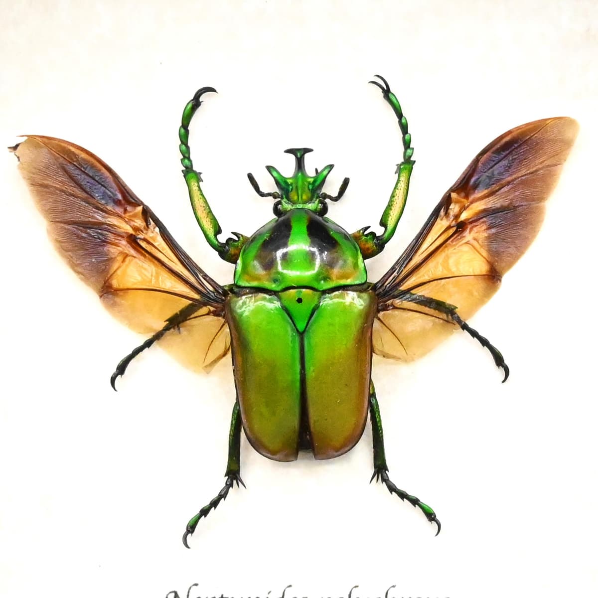 Real green Scarab beetle framed taxidermy - Neptunides polychrous