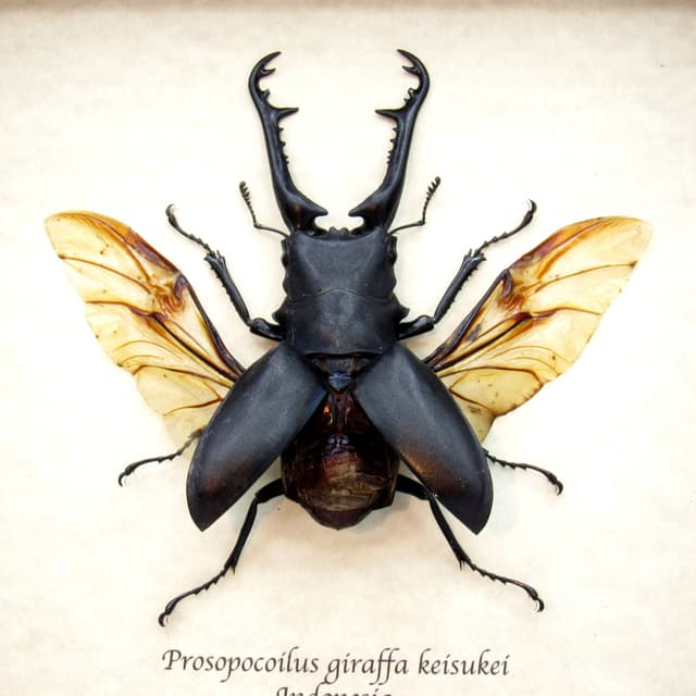 Real Giant Stag beetle framed taxidermy - Prosopocoilus giraffa keisukei