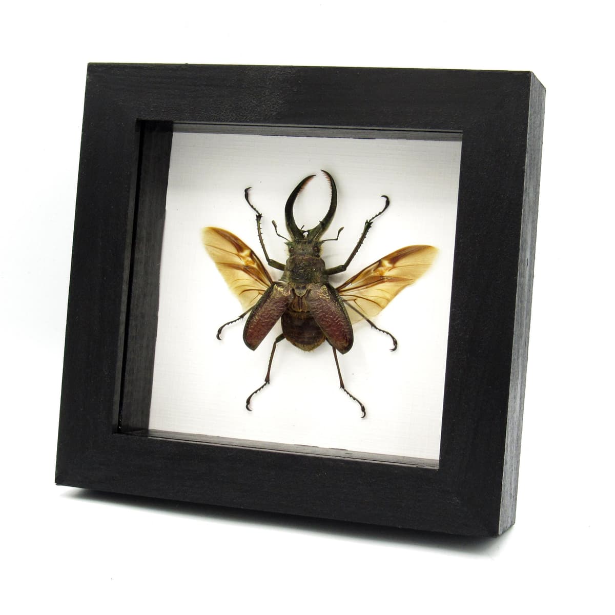 Big hairy Stag beetle framed taxidermy - Sphaenognathus giganteus