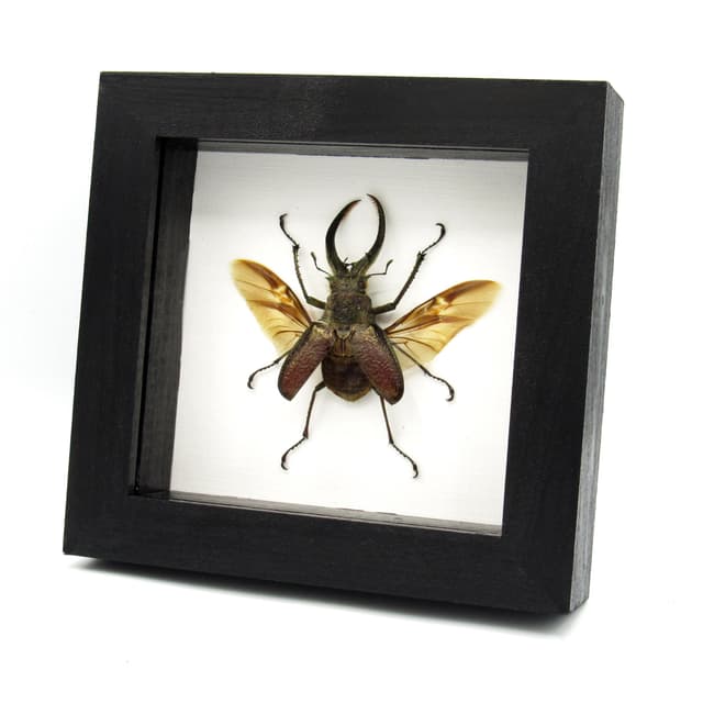 Big hairy Stag beetle framed taxidermy - Sphaenognathus giganteus