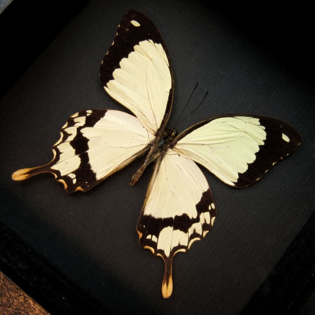 Real cream Swallowtail butterfly framed taxidermy - Papilio dardanus