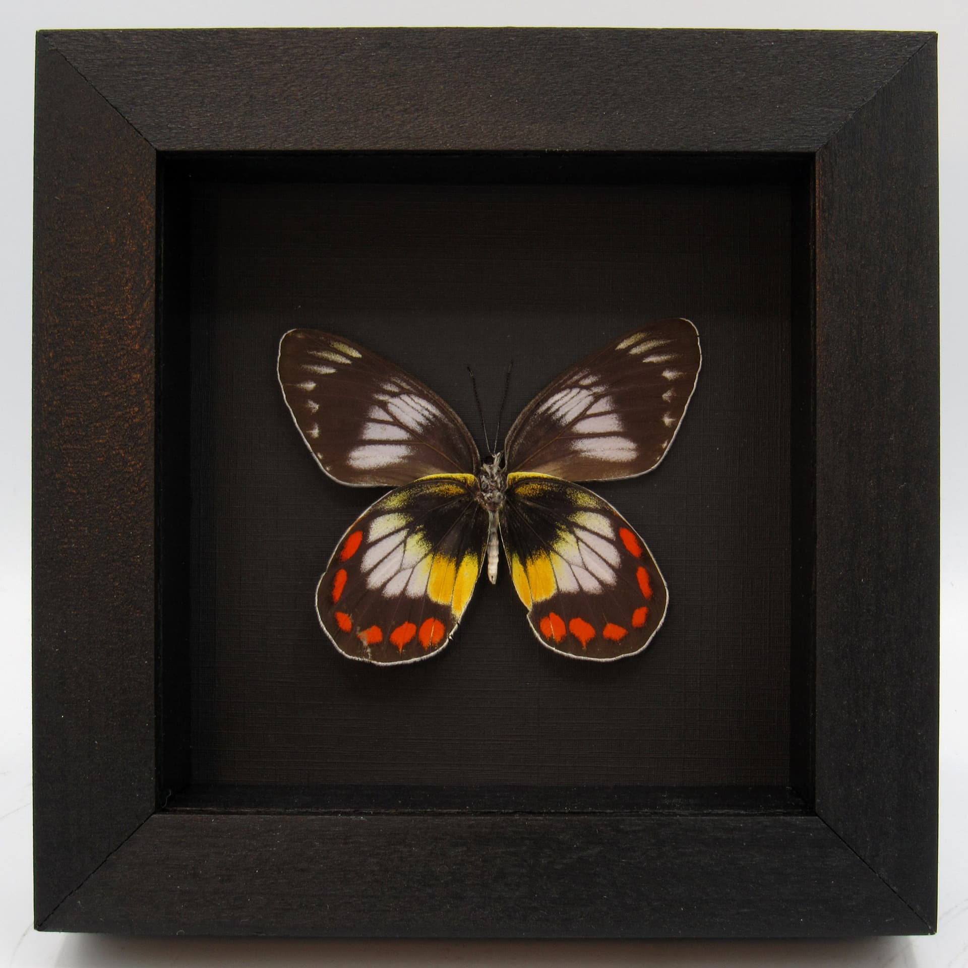 Rare Delias butterfly framed taxidermy - Delias mitisi bangiensis - female