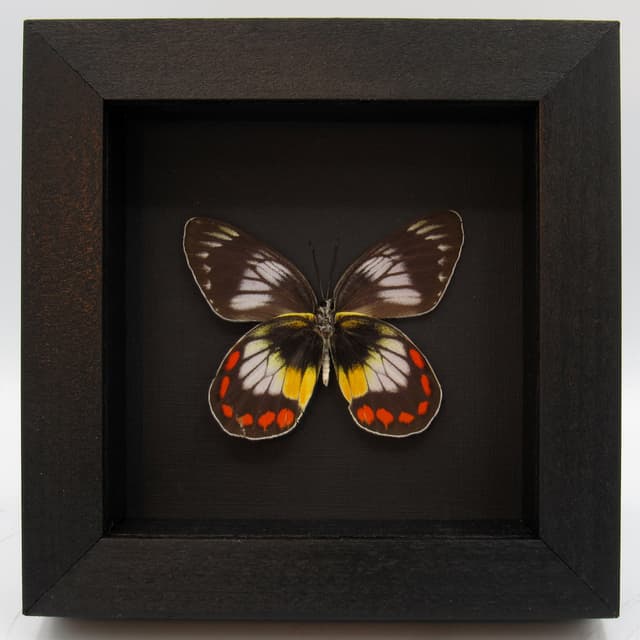 Rare Delias butterfly framed taxidermy - Delias mitisi bangiensis - female