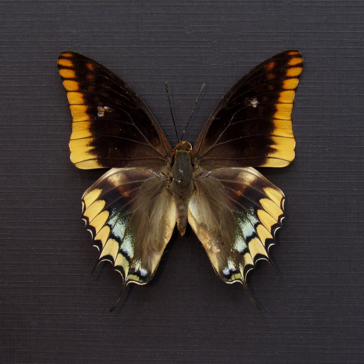 Real Two-tailed Pasha butterfly framed taxidermy - Charaxes epijasius