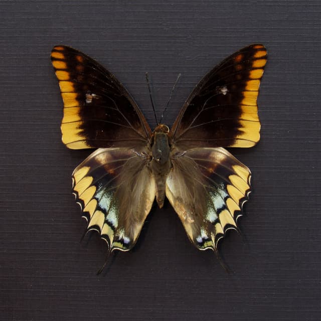 Real Two-tailed Pasha butterfly framed taxidermy - Charaxes epijasius