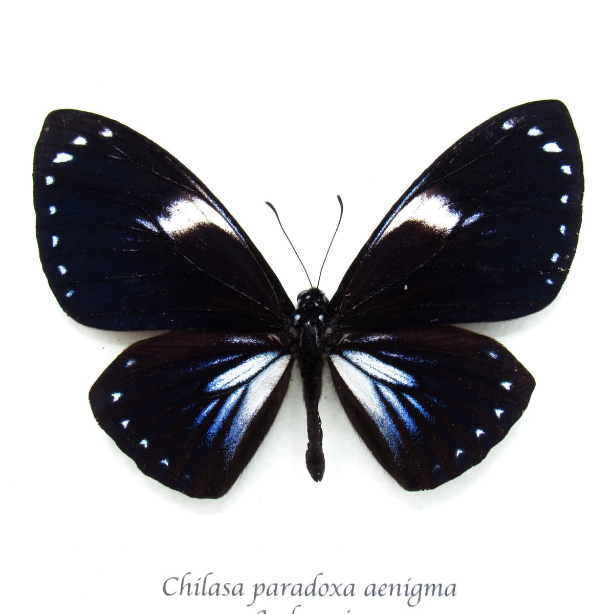 Rare iridescent blue butterfly framed taxidermy - Chilasa paradoxa aenigma