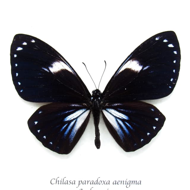 Rare iridescent blue butterfly framed taxidermy - Chilasa paradoxa aenigma