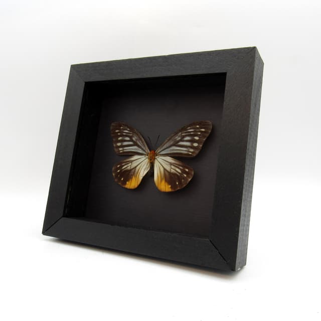Real Freak butterfly framed taxidermy - Calinaga buddha