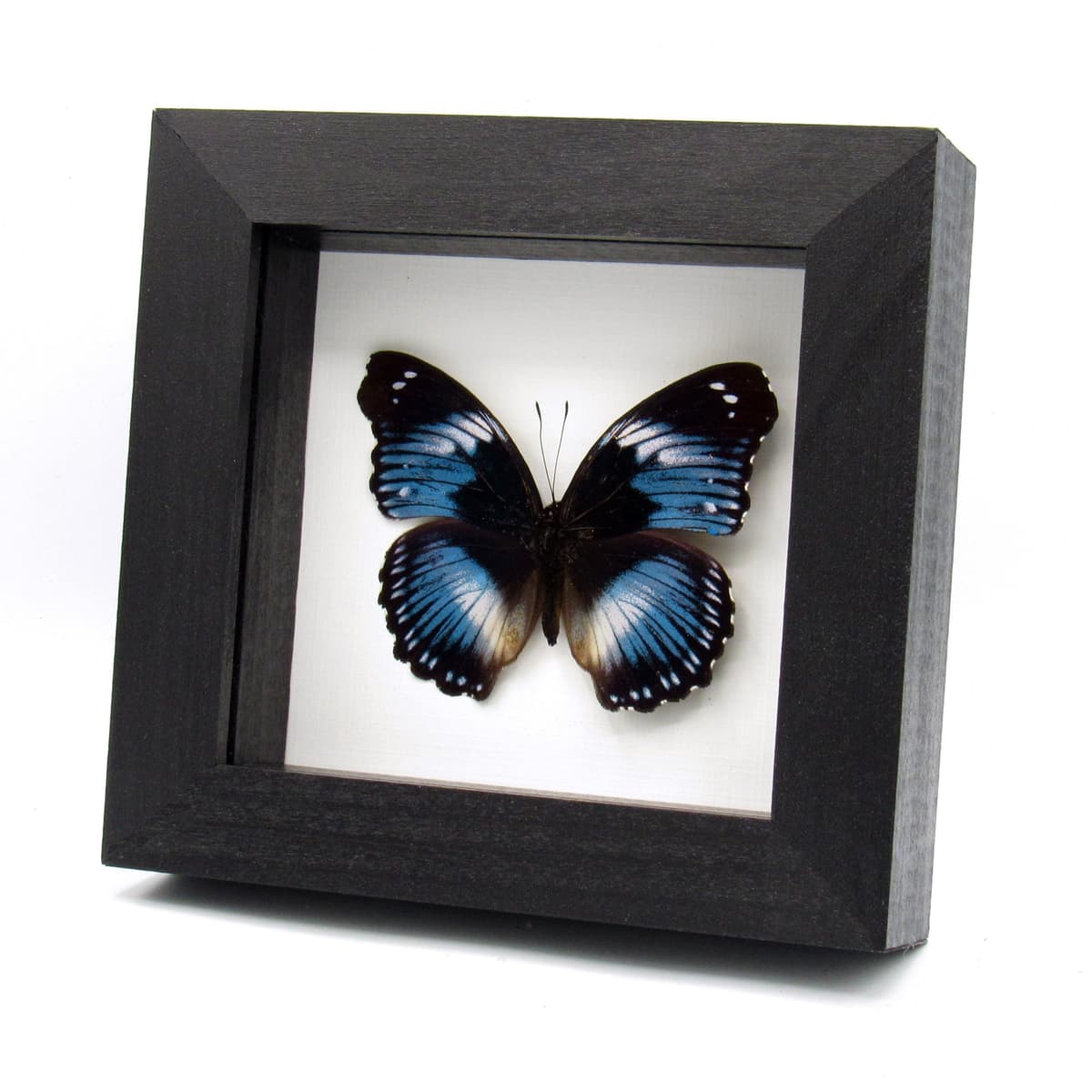 Real violet Blue Diadem butterfly framed taxidermy - Hypolimnas salmacis